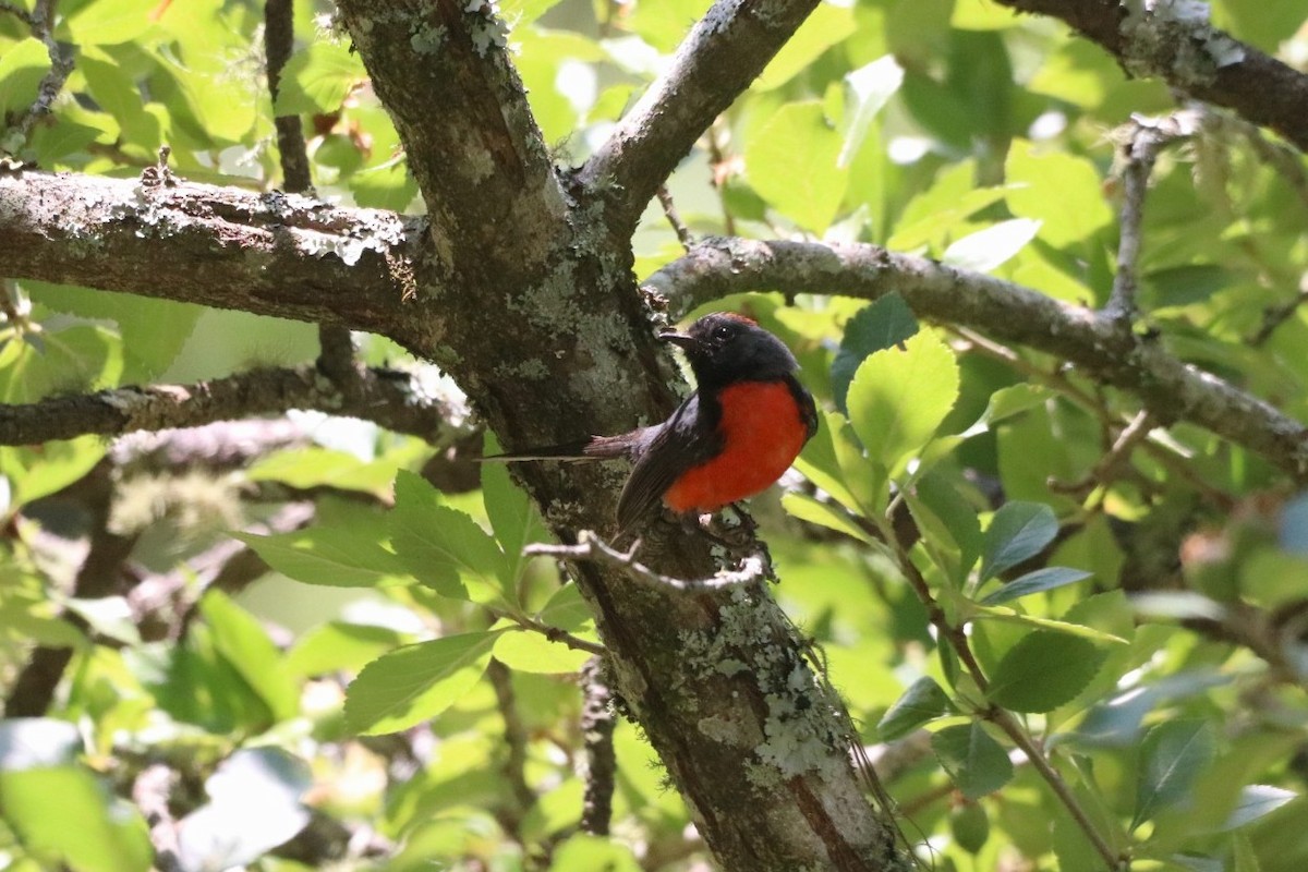 Slate-throated Redstart - Jonathan Vargas