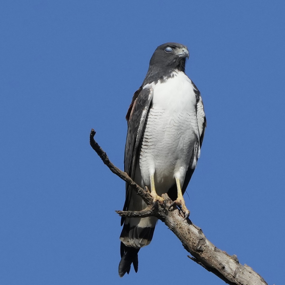 White-tailed Hawk - ML620626188