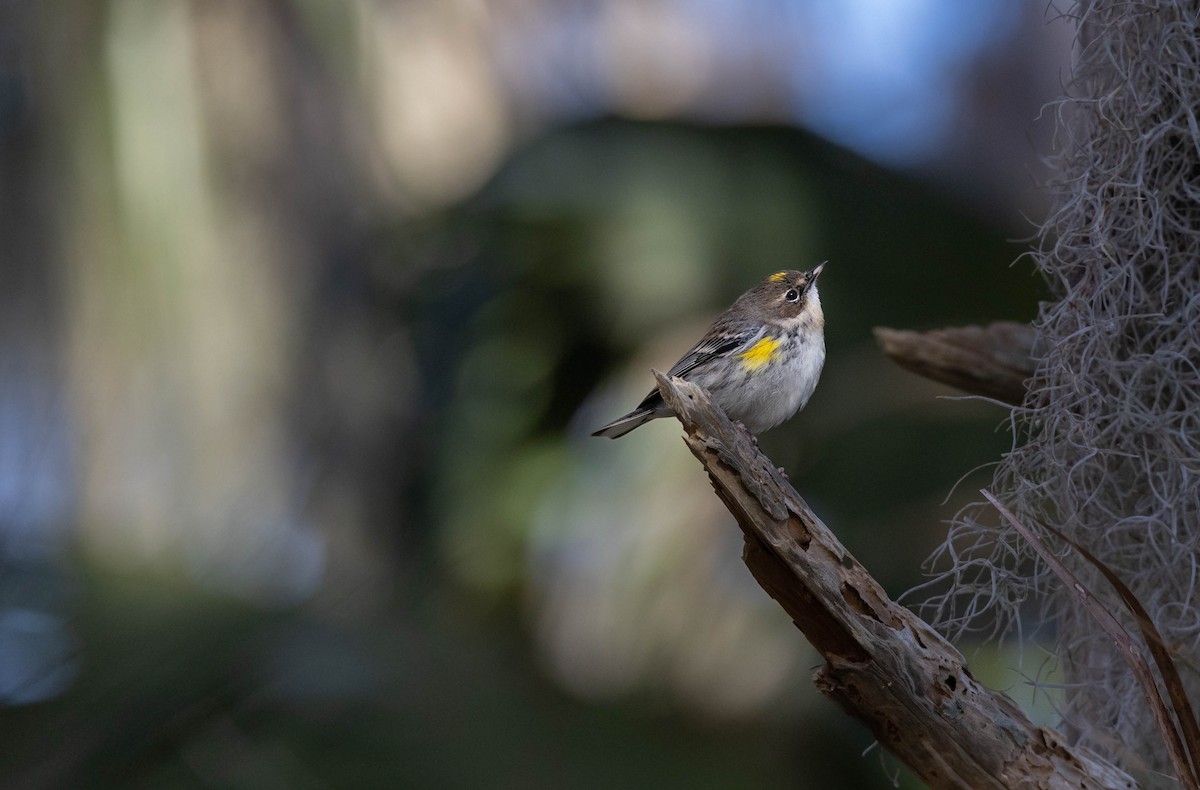 Yellow-rumped Warbler - ML620626189