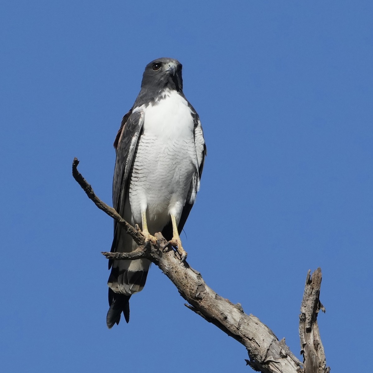 White-tailed Hawk - ML620626192