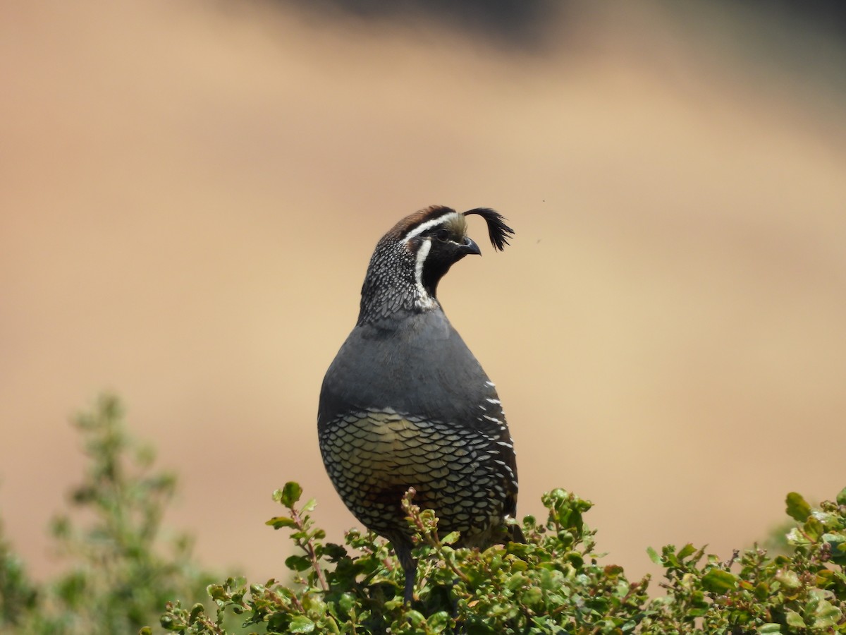 California Quail - ML620626195