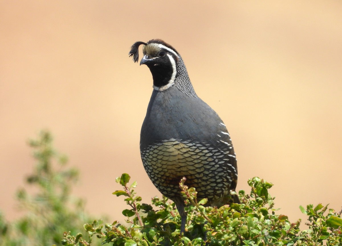 California Quail - ML620626196