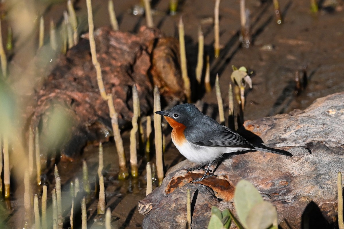 Broad-billed Flycatcher - ML620626198