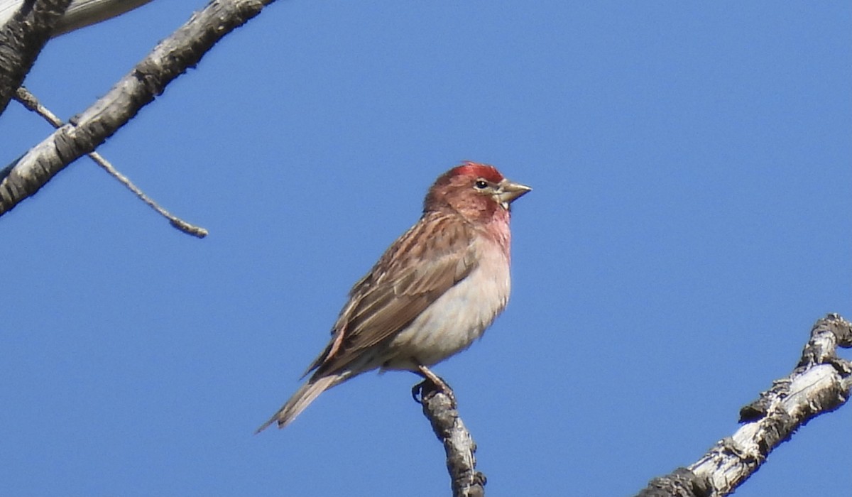 Cassin's Finch - ML620626200