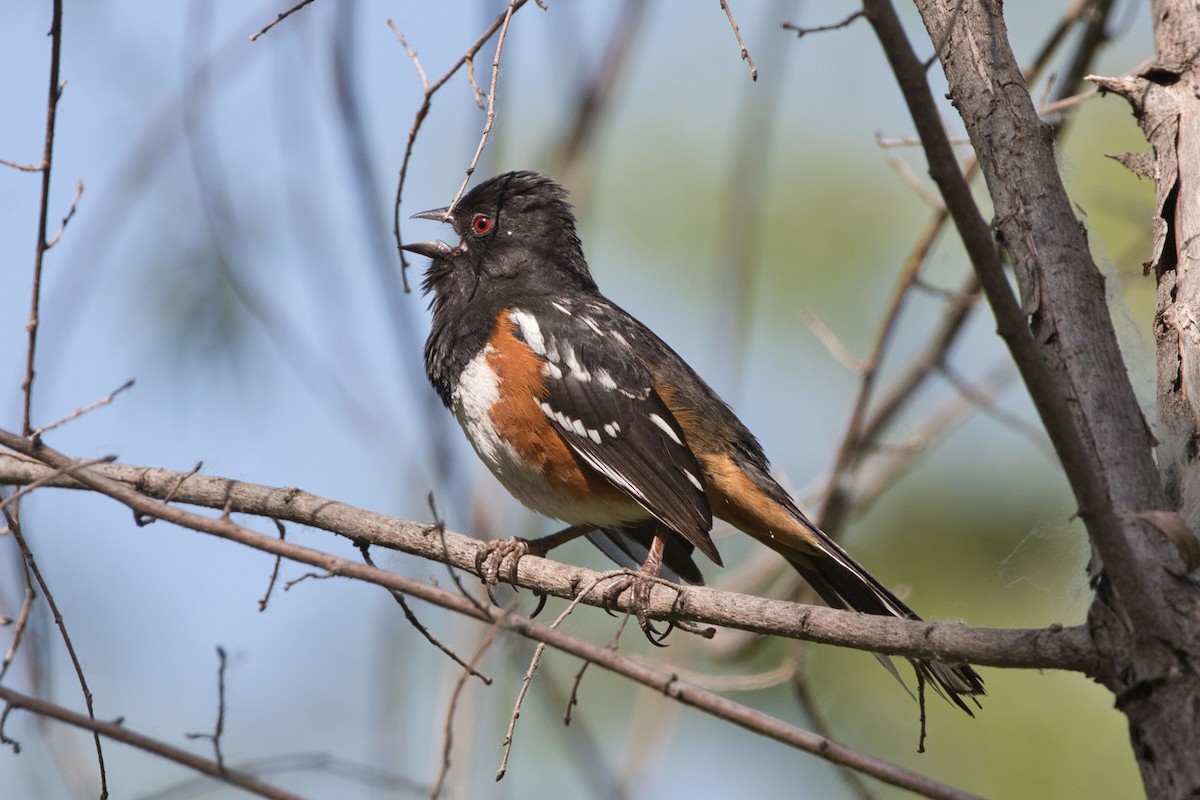 Spotted Towhee - ML620626202