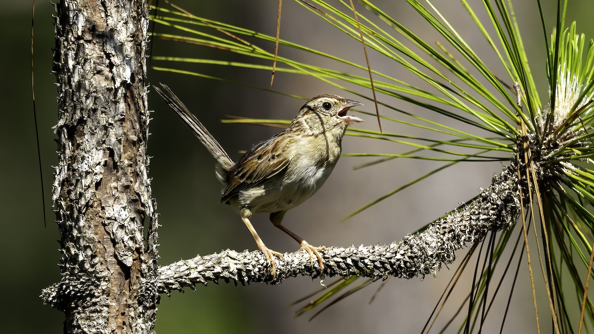 Bachman's Sparrow - ML620626206