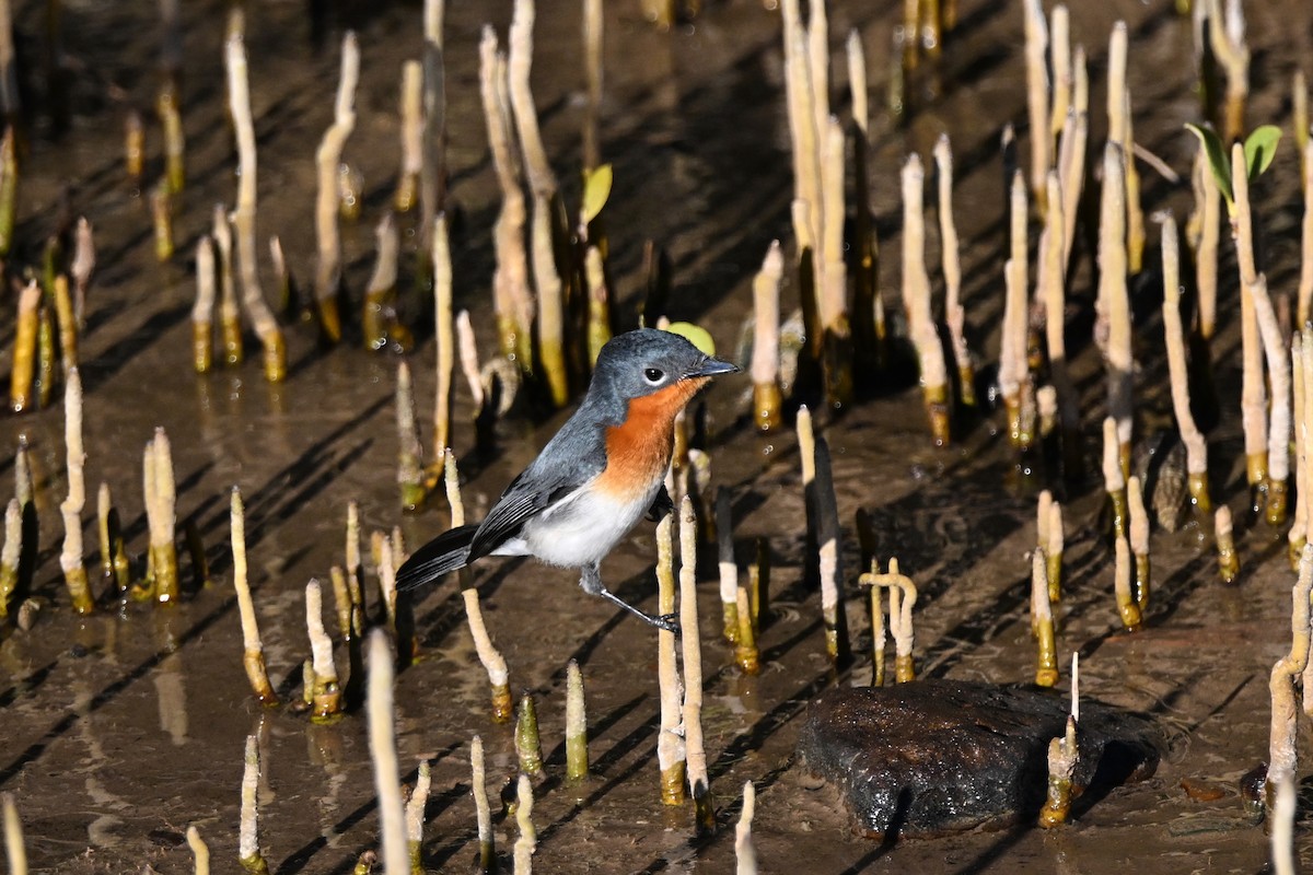 Broad-billed Flycatcher - ML620626210