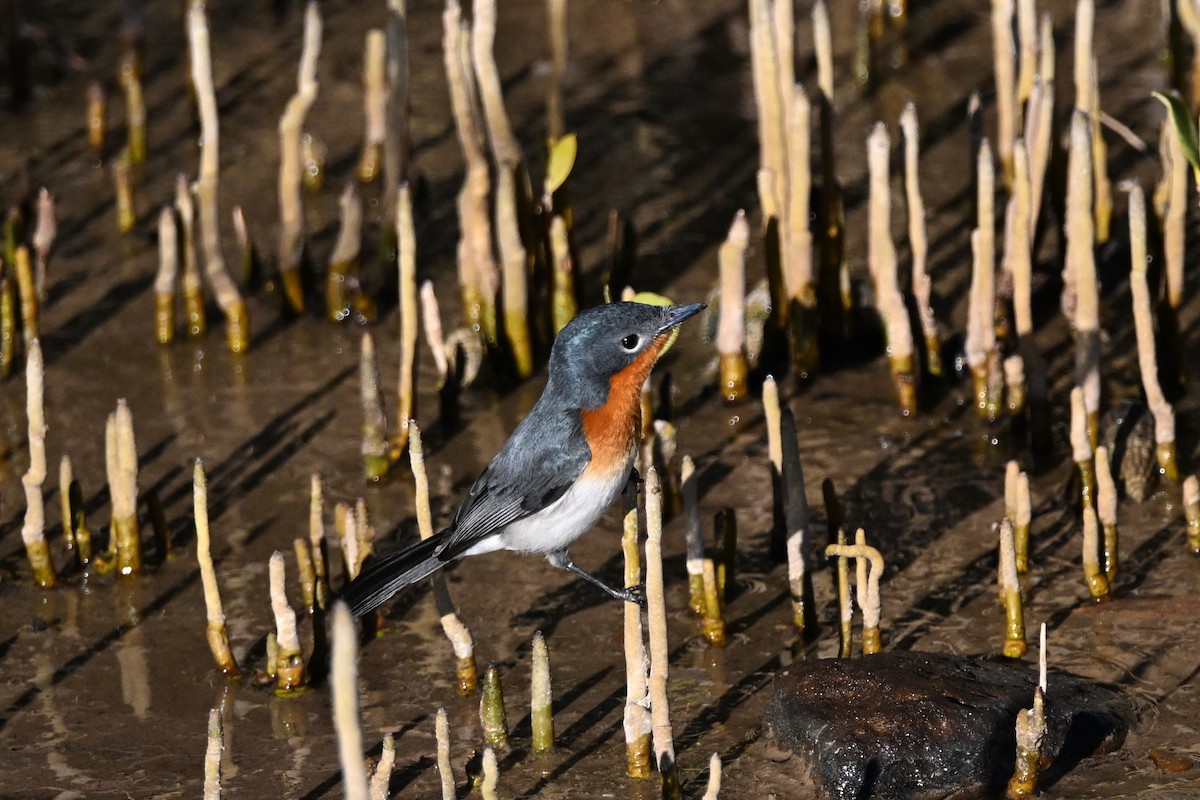 Broad-billed Flycatcher - ML620626212