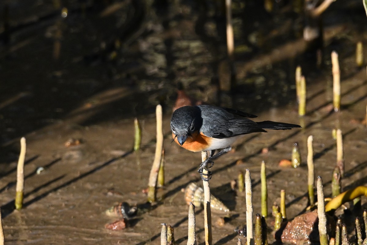 Broad-billed Flycatcher - ML620626214