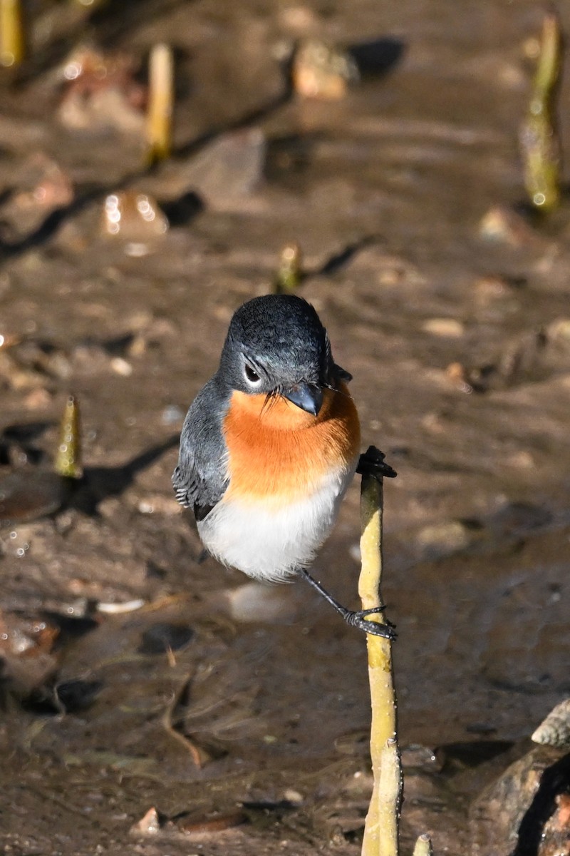 Broad-billed Flycatcher - ML620626215