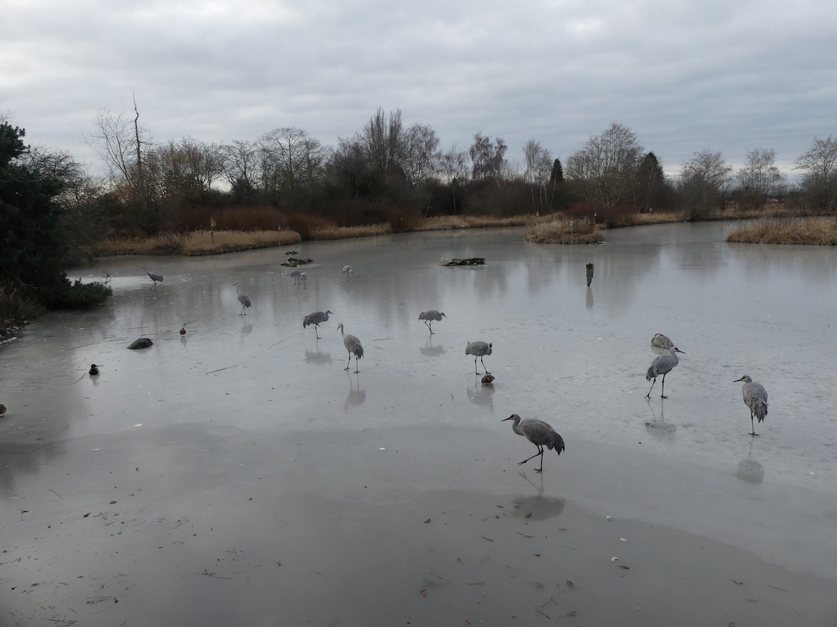 Sandhill Crane - ML620626216