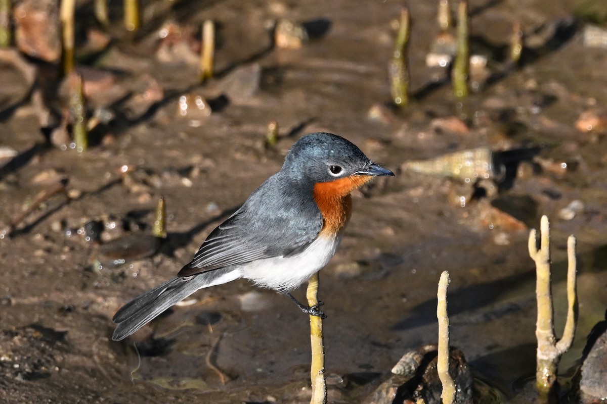 Broad-billed Flycatcher - ML620626217