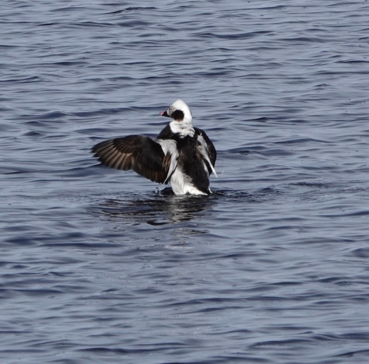 Long-tailed Duck - ML620626220