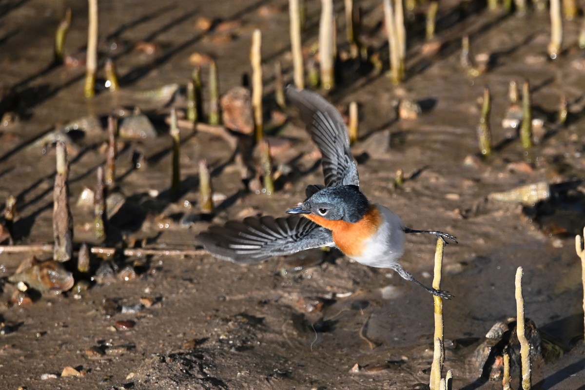 Broad-billed Flycatcher - ML620626221