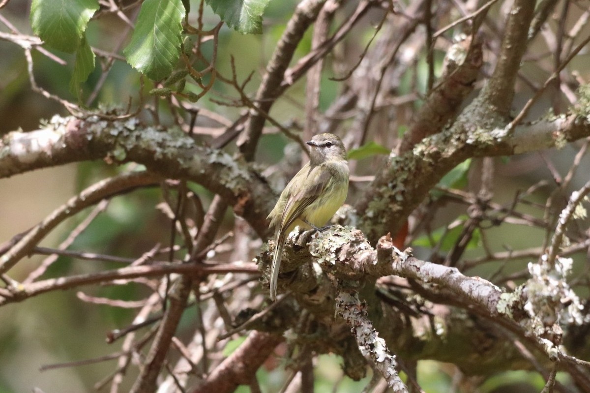 Greenish Elaenia - ML620626222