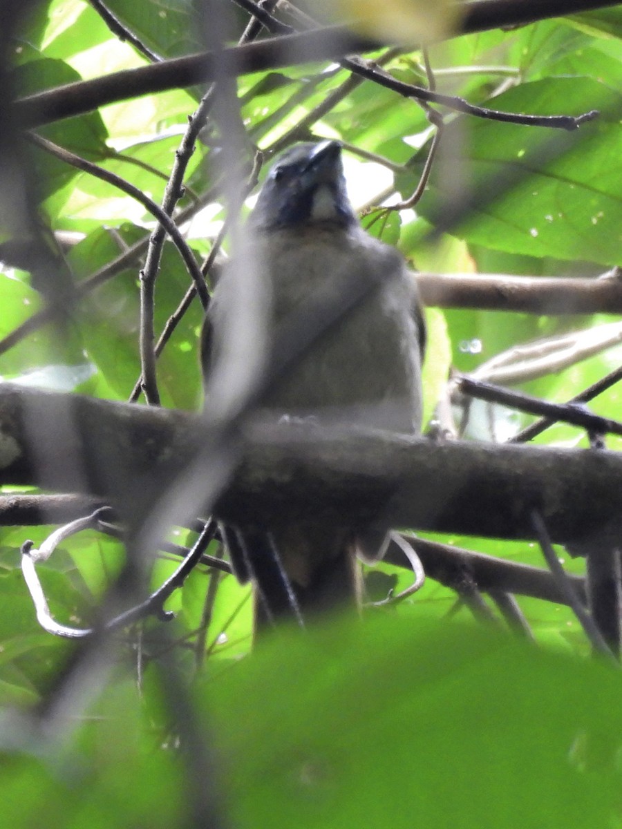 Buff-throated Saltator - ML620626223