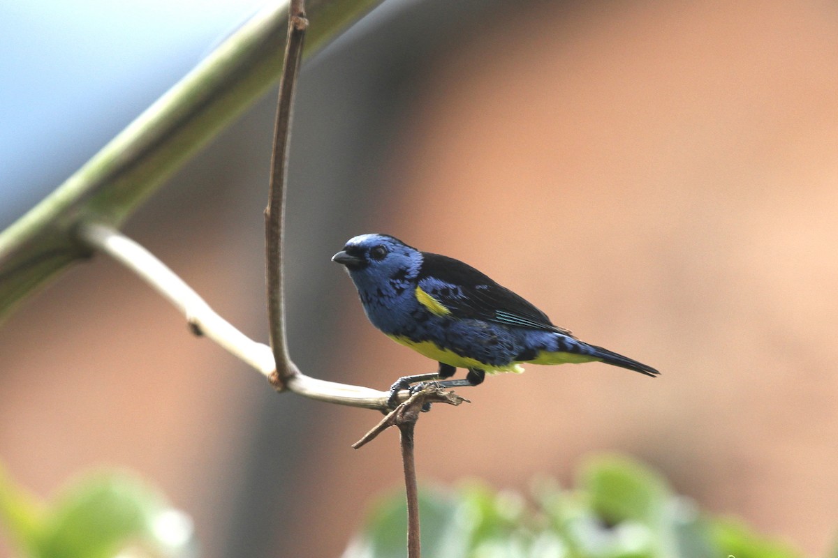 Turquoise Tanager - Luis Carlos García Mejía