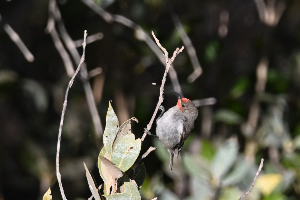 Red-headed Myzomela - ML620626226