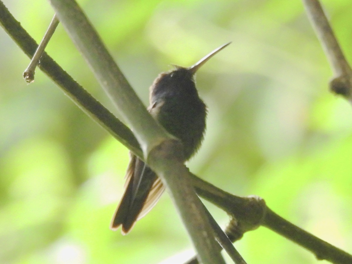 Golden-tailed Sapphire - ML620626231