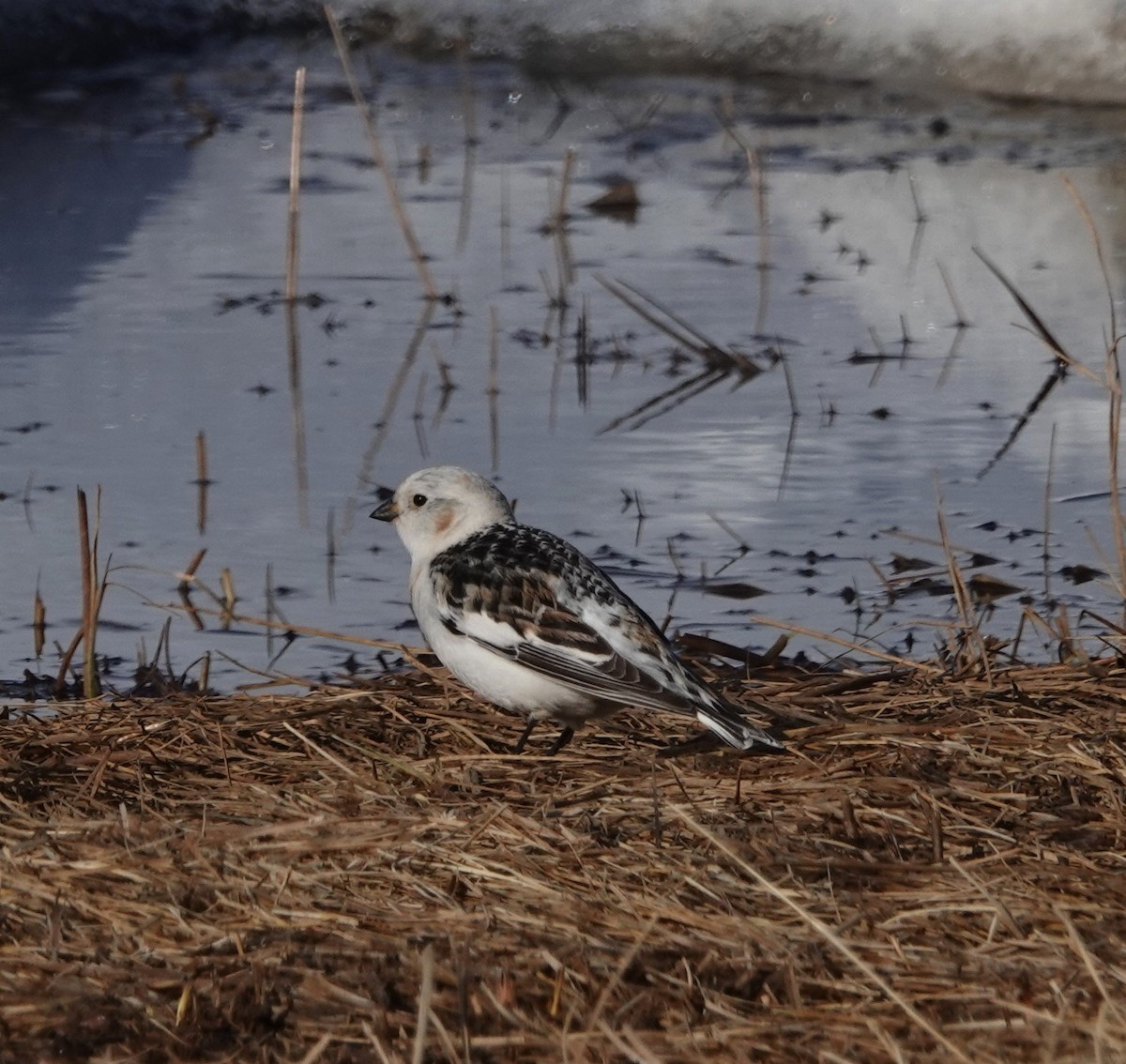 Snow Bunting - ML620626234