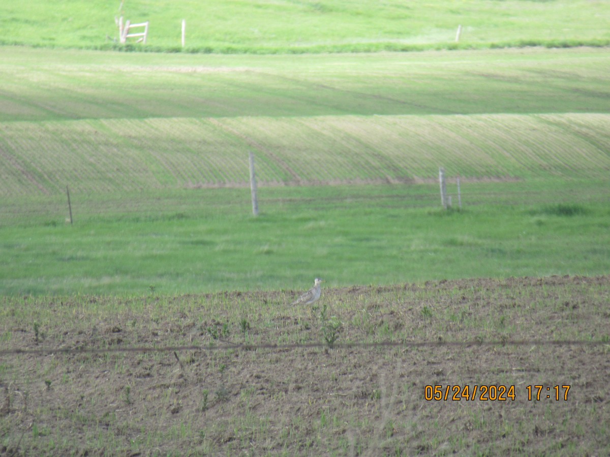 Upland Sandpiper - ML620626236