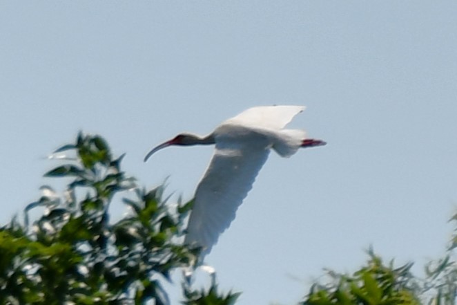 ibis bílý - ML620626238