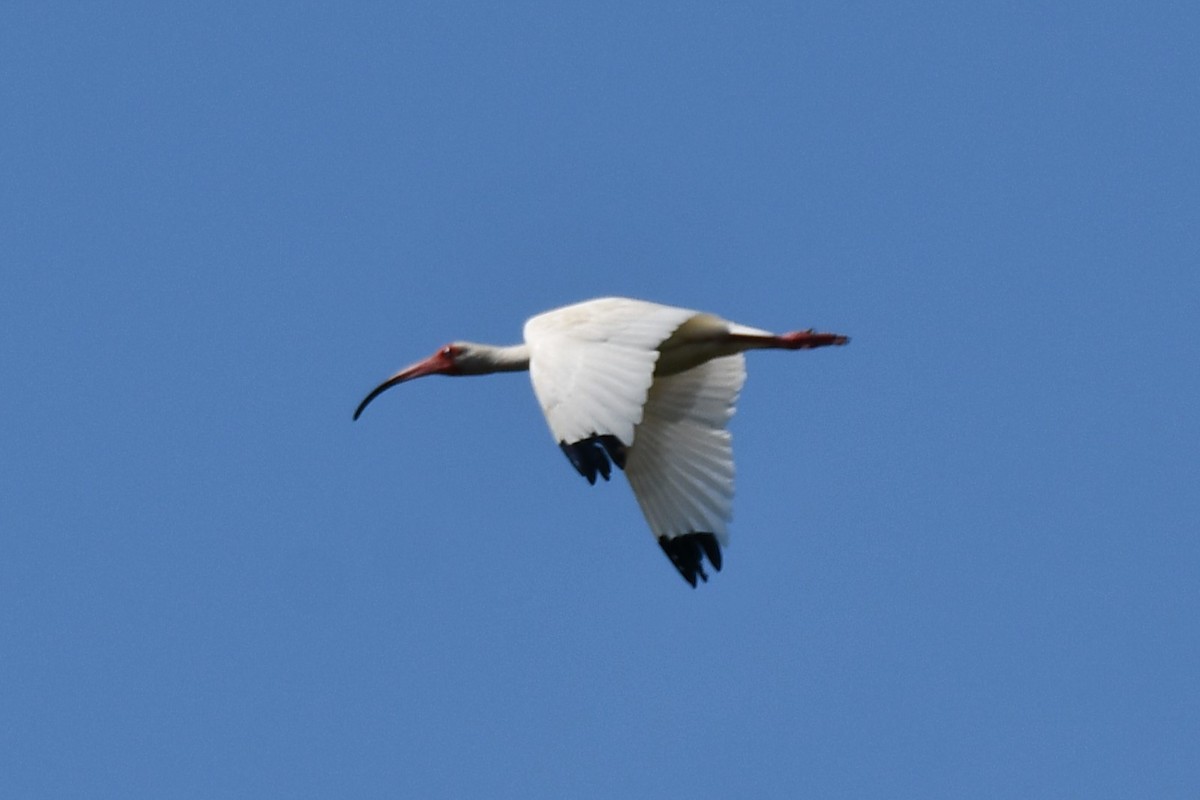 ibis bílý - ML620626239