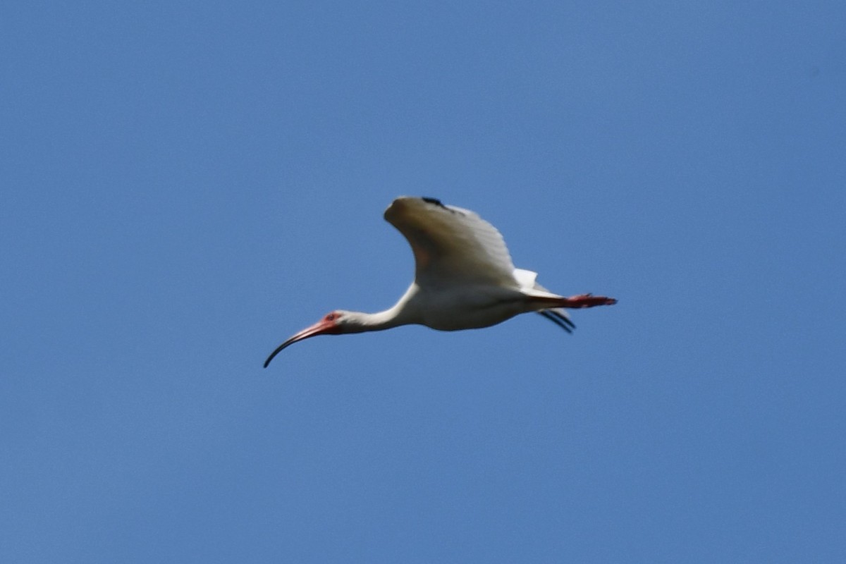 ibis bílý - ML620626240