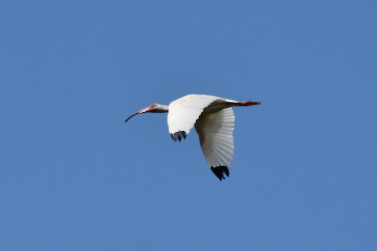 White Ibis - ML620626241