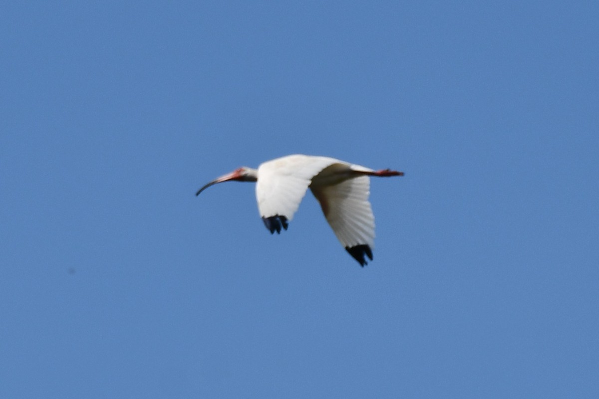 ibis bílý - ML620626242