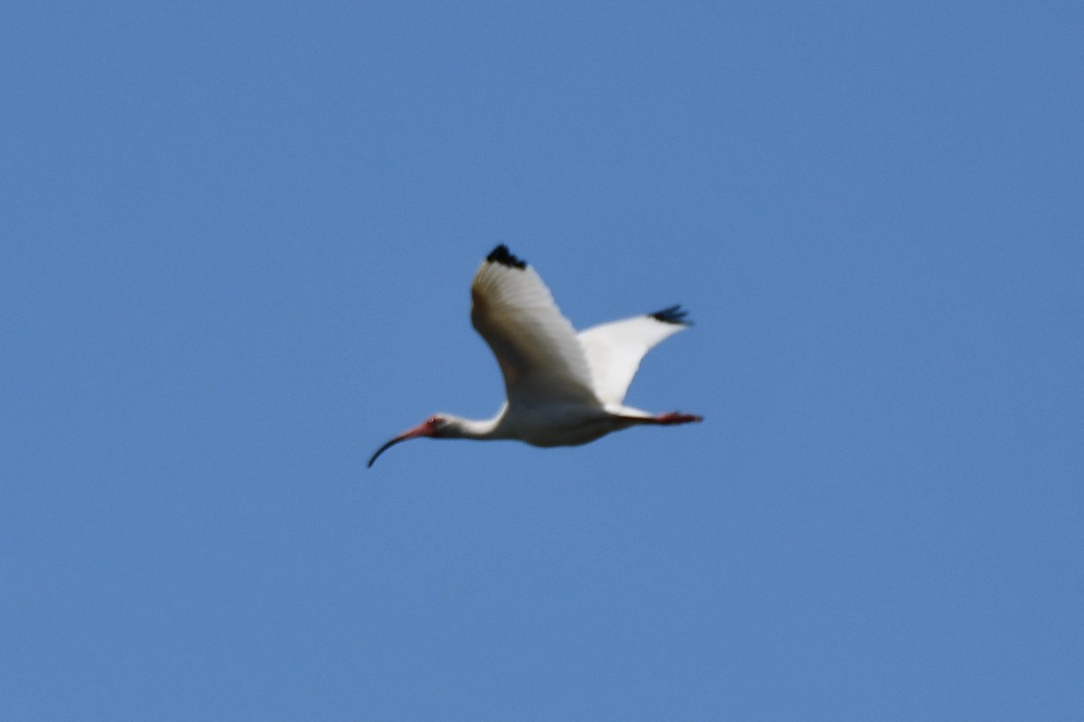 ibis bílý - ML620626243
