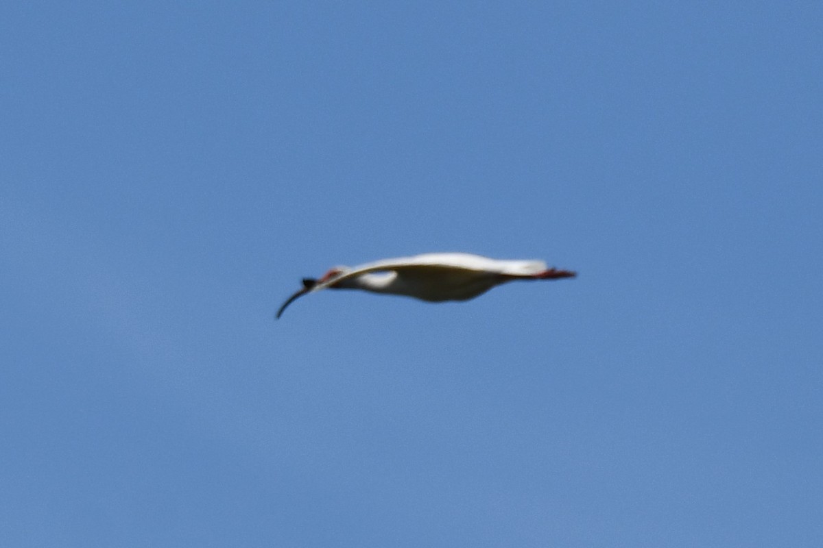 ibis bílý - ML620626244