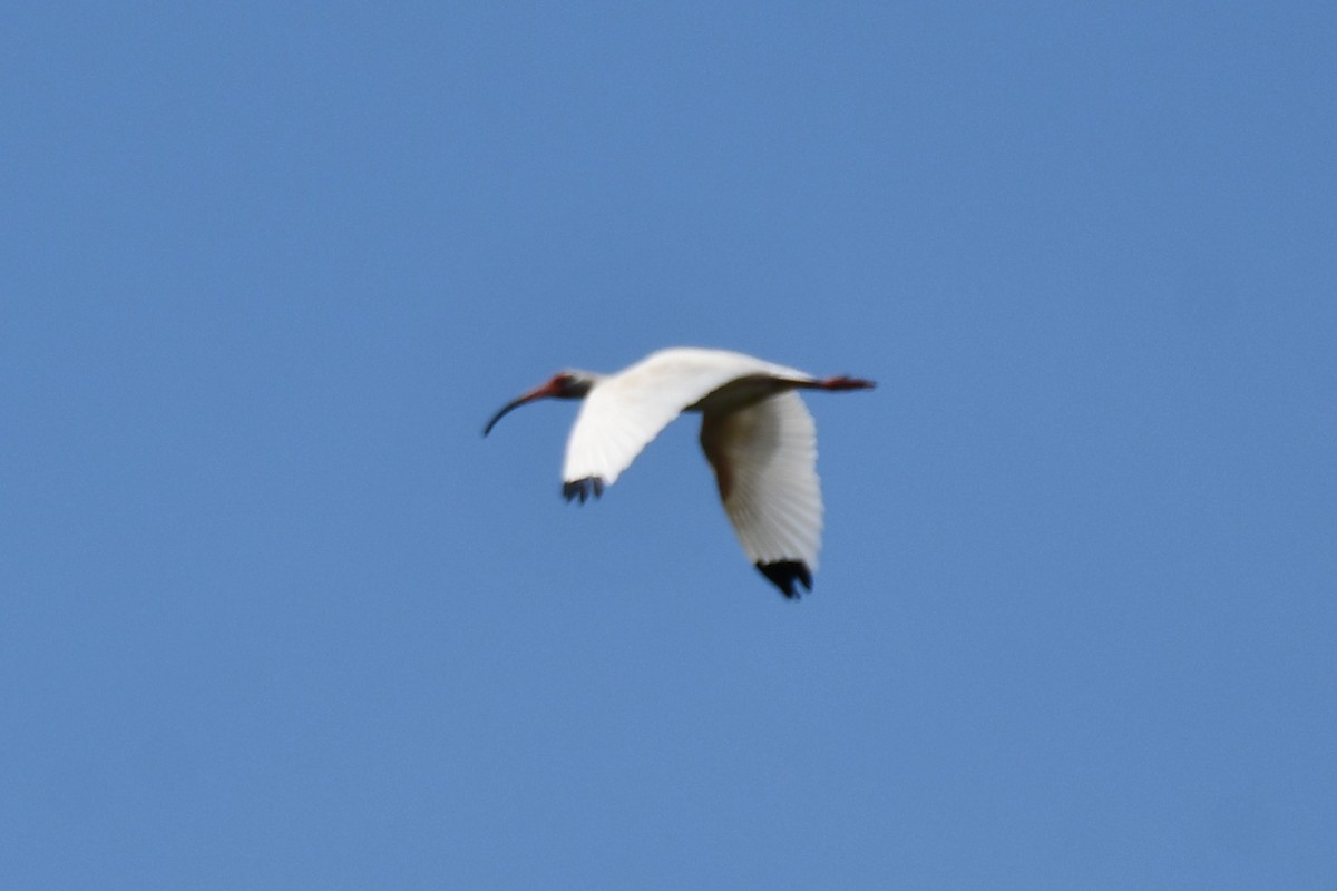 ibis bílý - ML620626245