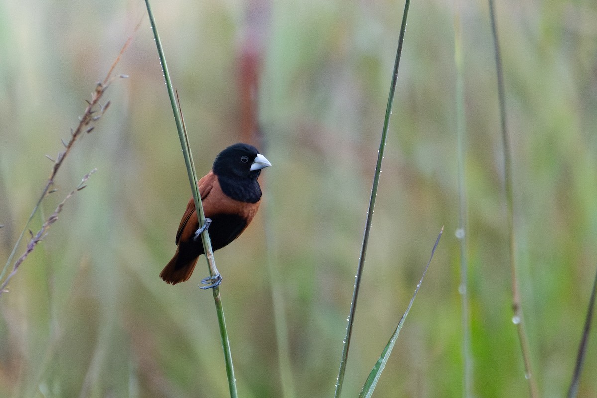 Chestnut Munia - ML620626256