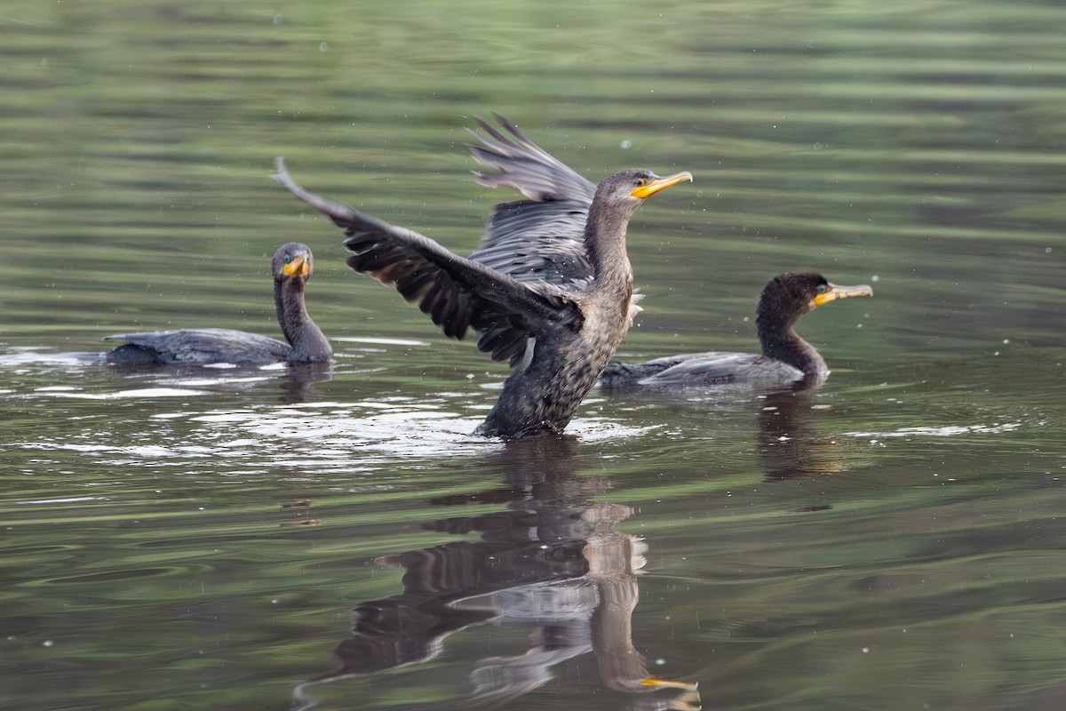 Cormorán Biguá - ML620626260