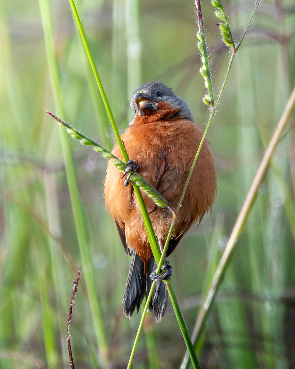 Ruddy-breasted Seedeater - ML620626266