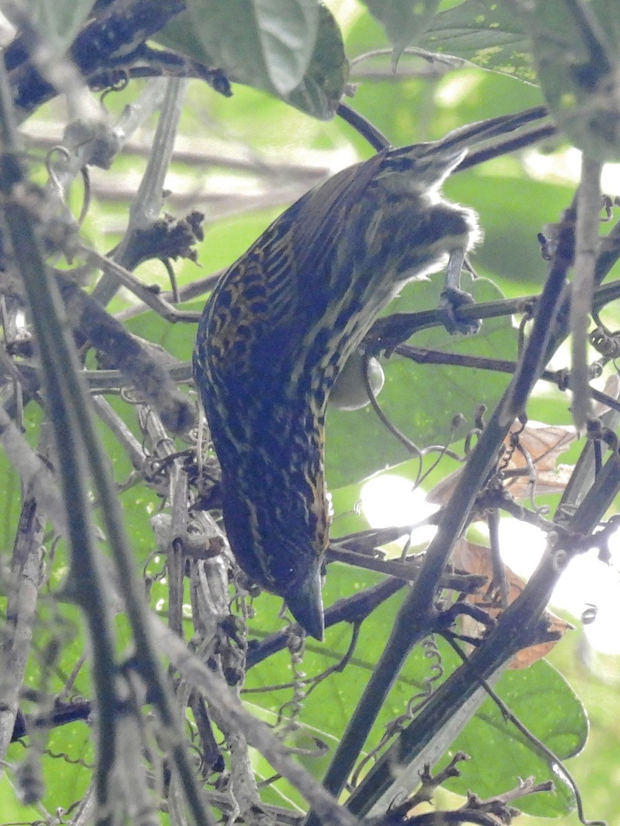 Gilded Barbet - ML620626267