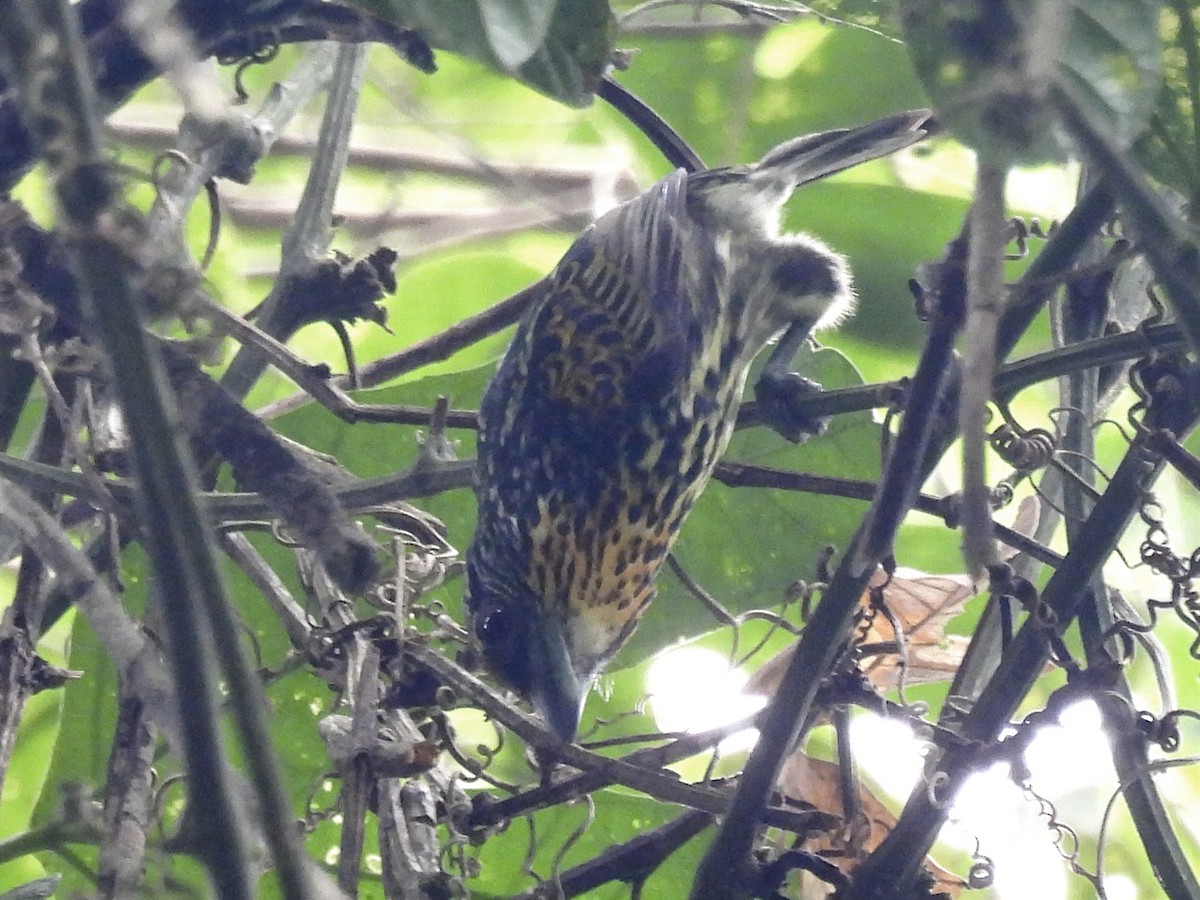 Gilded Barbet - ML620626268