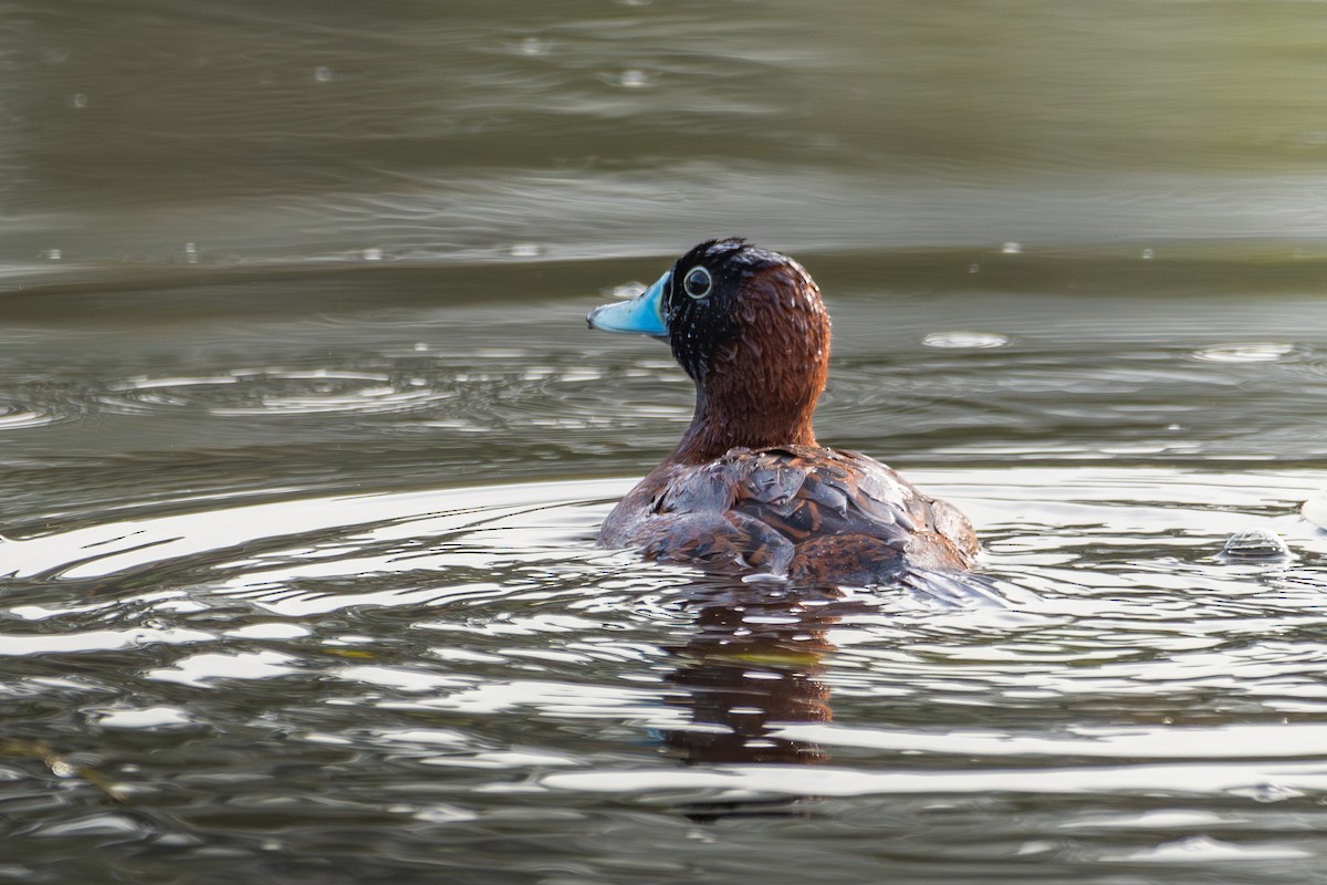 Masked Duck - ML620626269