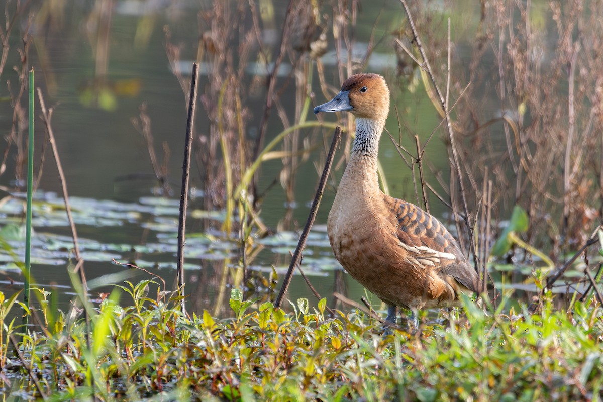 Dendrocygne fauve - ML620626272