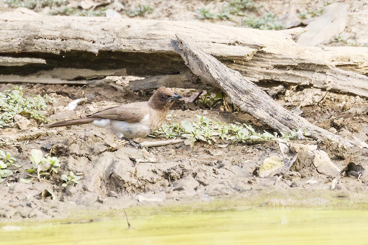 Bulbul Naranjero (grupo barbatus) - ML620626273