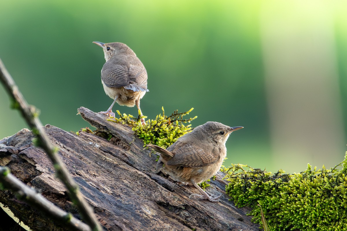 House Wren - ML620626274