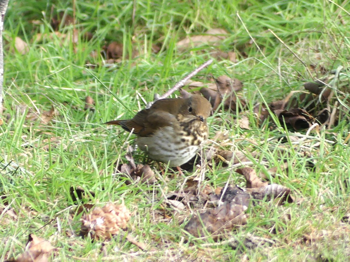 Hermit Thrush - ML620626275