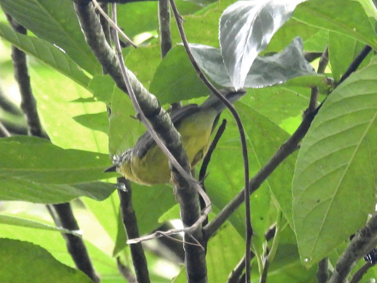 Golden-crowned Warbler - ML620626276