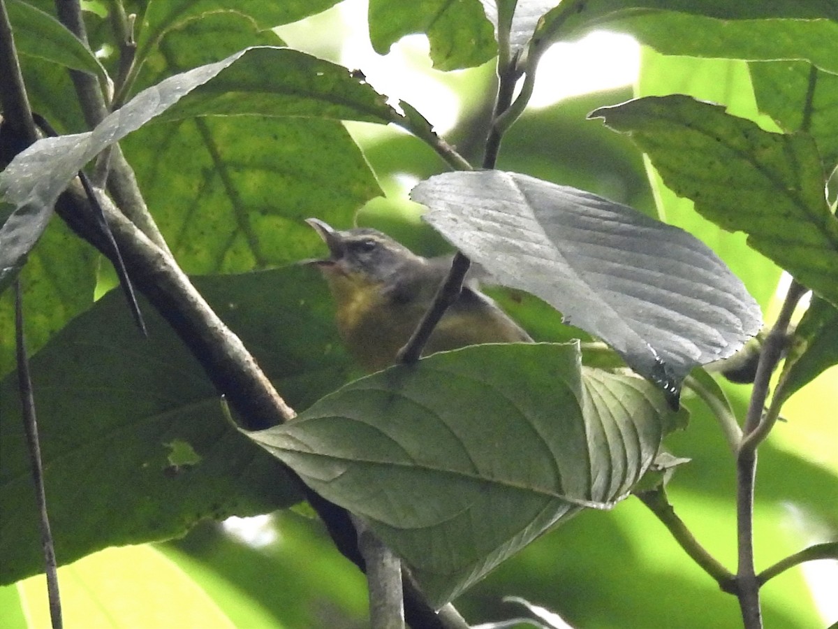 Golden-crowned Warbler - ML620626277