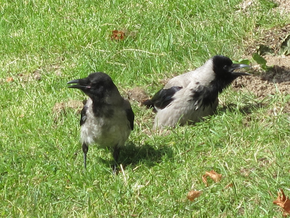 Hooded Crow - ML620626279