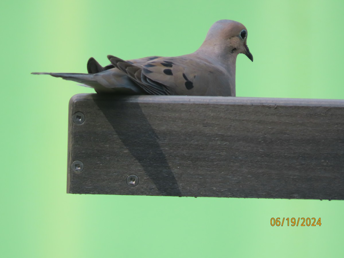 Mourning Dove - ML620626280