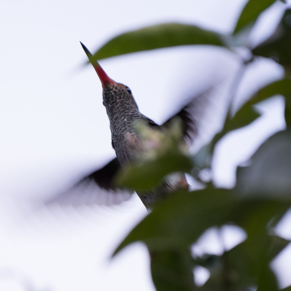 Rufous-tailed Hummingbird - ML620626281