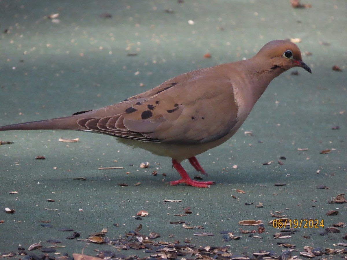 Mourning Dove - ML620626282