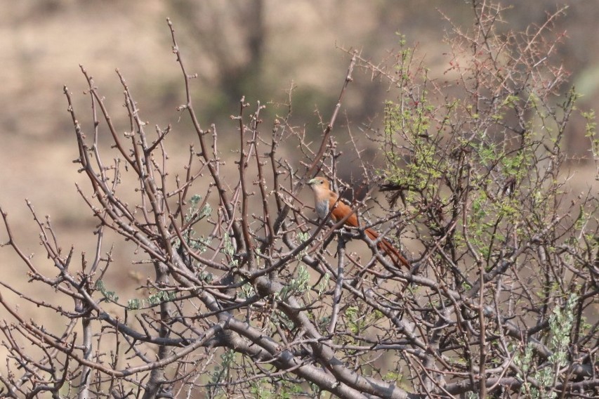 Squirrel Cuckoo - ML620626283